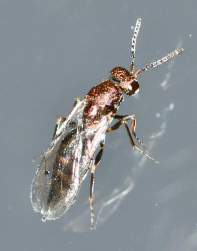 Aggelma sp.